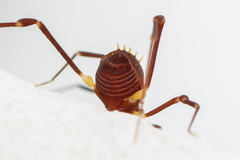 Zalmoxidae