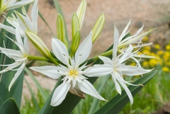 Pancratium illyricum