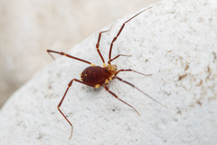 Zalmoxidae