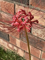 Lycoris