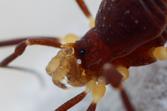 Zalmoxidae