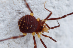 Zalmoxidae