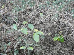 Lonicera periclymenum