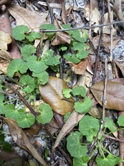 Viola banksii
