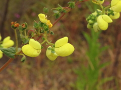 Calceolaria glandulosa