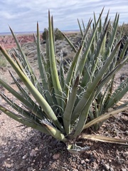Yucca baccata