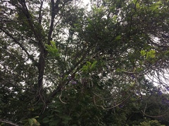 Bowdichia virgilioides