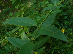 Silphium asteriscus