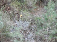 Lavandula pedunculata