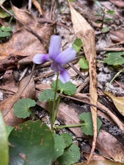 Viola banksii