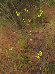 Calceolaria glandulosa
