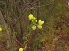 Calceolaria glandulosa