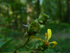 Silphium asteriscus