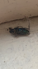 Cicindelinae