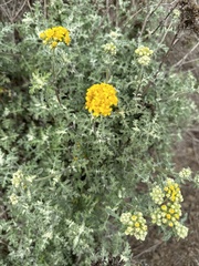 Eriophyllum staechadifolium