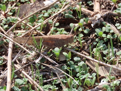 Sphingonotus rubescens