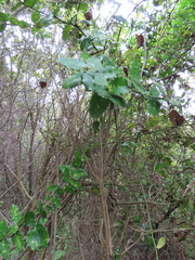 Citronella mucronata