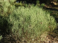 Cytisus oromediterraneus