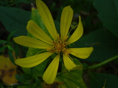 Silphium asteriscus