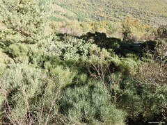 Cytisus oromediterraneus