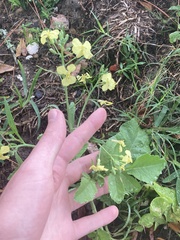 Raphanus raphanistrum