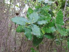 Citronella mucronata