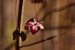 Euonymus