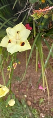 Dietes bicolor