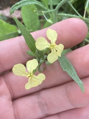 Raphanus raphanistrum