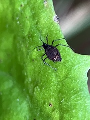 Aphidinae