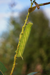 Smerinthus ocellata