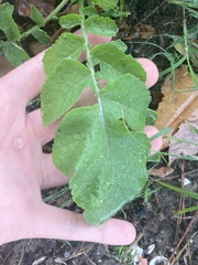 Raphanus raphanistrum