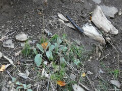 Digitalis purpurea purpurea