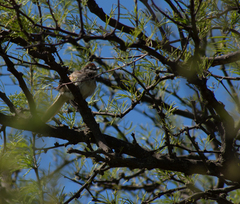 Synallaxis albescens