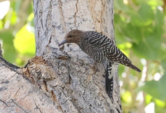 Sphyrapicus thyroideus