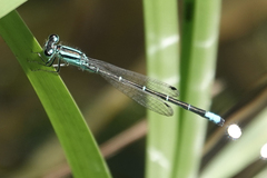 Ischnura perparva