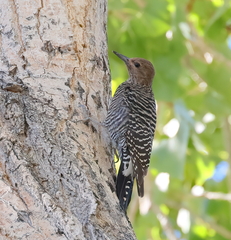 Sphyrapicus thyroideus