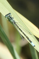 Ischnura perparva