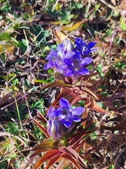Gentiana septemfida