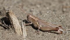 Melanoplus yarrowii