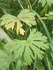 Geranium pratense