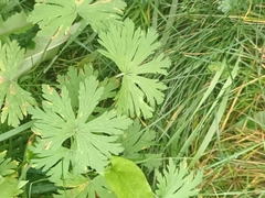Geranium pratense