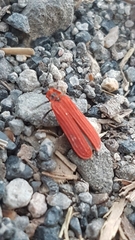 Dictyoptera aurora