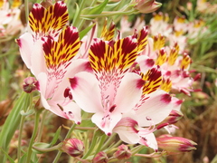 Alstroemeria pulchra