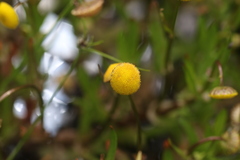 Cotula coronopifolia