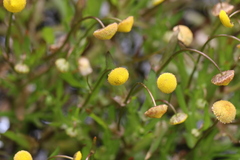 Cotula coronopifolia