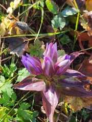 Gentiana septemfida