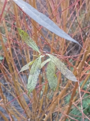 Salix alba
