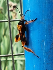 Callisphyris macropus