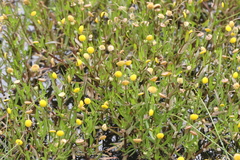 Cotula coronopifolia